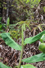 Hedychium