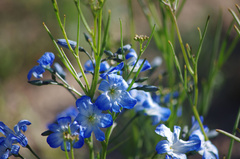 Zephyra elegans