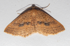 Epicyme rubropunctaria