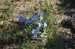 Zephyra elegans
