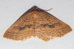 Epicyme rubropunctaria