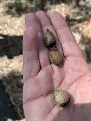 Eucalyptus planchoniana