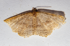 Epicyme rubropunctaria