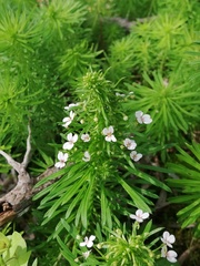 Stylidium adnatum