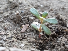 Portulaca oleracea