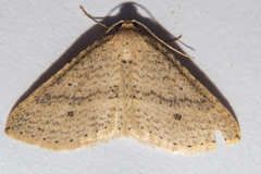 Epicyme rubropunctaria