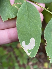 Chrysaster ostensackenella