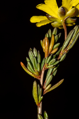 Hibbertia gracilipes