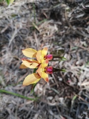 Diuris