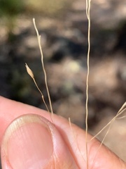Eriachne pallescens