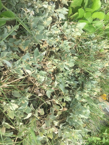 Atriplex maximowicziana iNat (3)