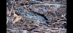 Philomycus carolinianus