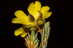 Hibbertia gracilipes