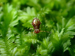 Dicyrtomidae