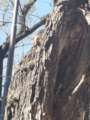 Lepidocolaptes angustirostris