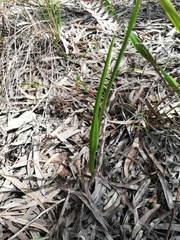 Diuris