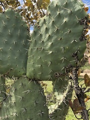 Opuntia robusta