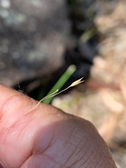 Eriachne pallescens
