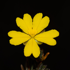 Hibbertia gracilipes