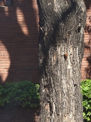 Lepidocolaptes angustirostris