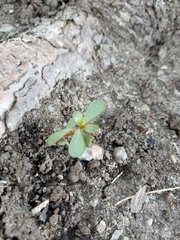 Portulaca oleracea