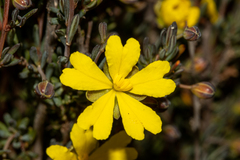 Hibbertia gracilipes