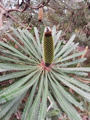 Banksia attenuata