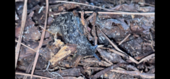 Philomycus carolinianus