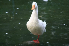 Anas platyrhynchos domesticus