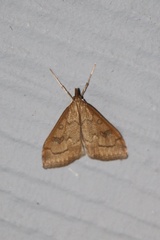 Udea profundalis