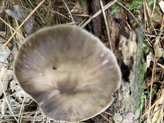 Pseudoclitocybe cyathiformis