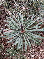 Banksia attenuata