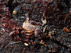 Chernetidae