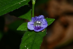 Ruellia repens
