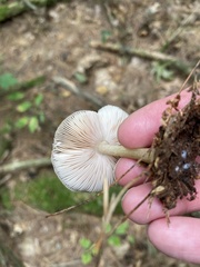 Pseudoclitocybe cyathiformis