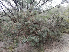 Banksia attenuata