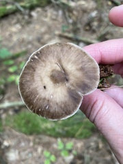 Pseudoclitocybe cyathiformis