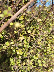 Coprosma tenuicaulis