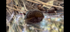 Philomycus carolinianus