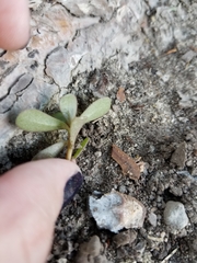 Portulaca oleracea