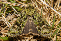 Ichneutica plena