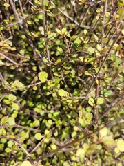 Coprosma tenuicaulis