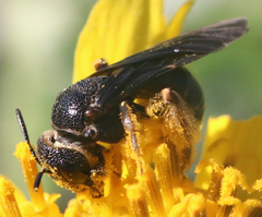 Protandrena aethiops