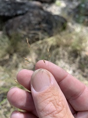 Eriachne pallescens