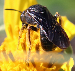 Protandrena aethiops