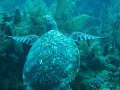Eretmochelys imbricata