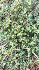 Euphorbia ocellata ocellata