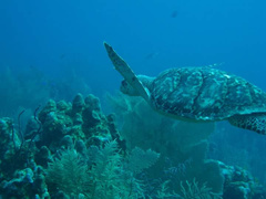 Eretmochelys imbricata