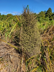 Coprosma tenuicaulis