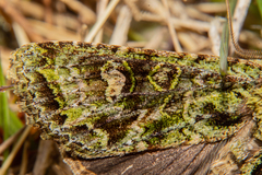 Ichneutica plena